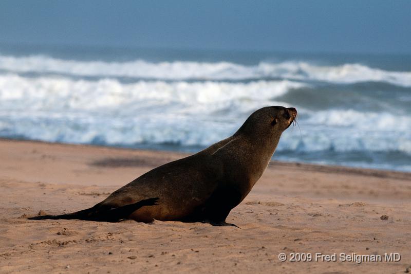 20090605_151729 D300 (5) X1.jpg - There are some 1 million seals on the coast; about 1/3 of these are pups